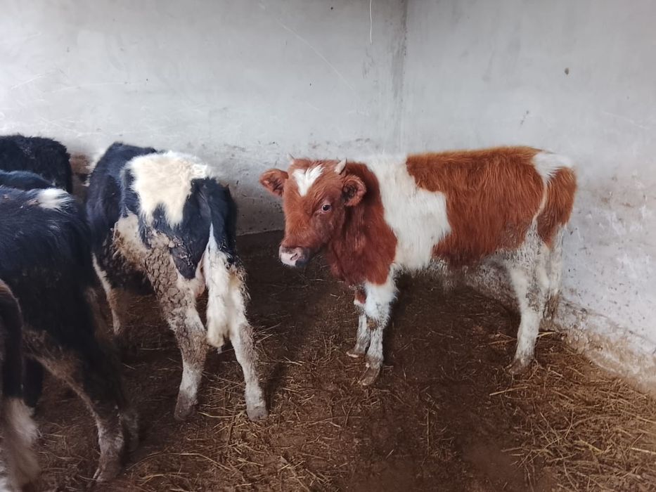 Продается бычки.