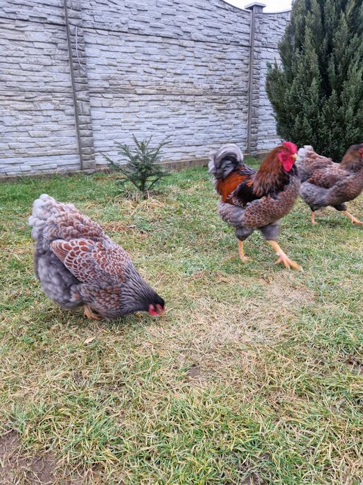 Oua de incubat găina