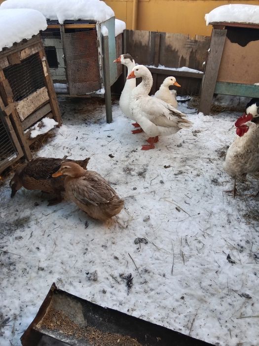 Продам уток и гусей