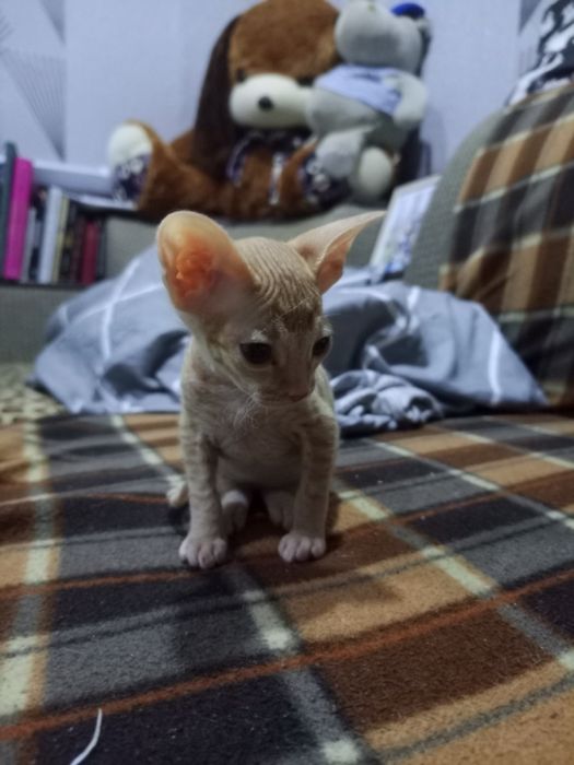 Продам котёнка сфинкс бращ