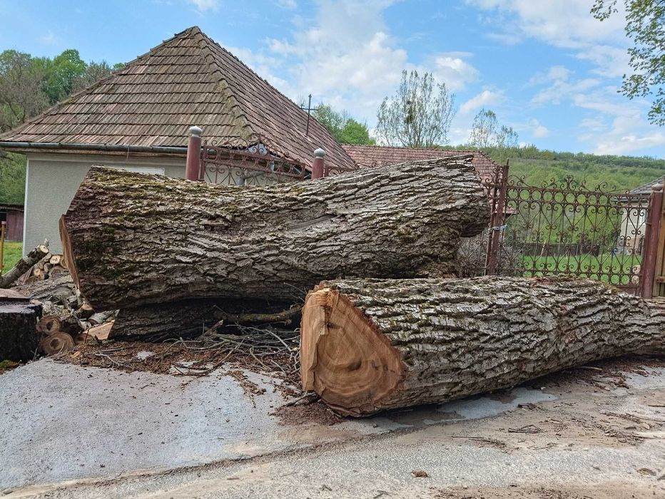 Lemn de nuc de vânzare
