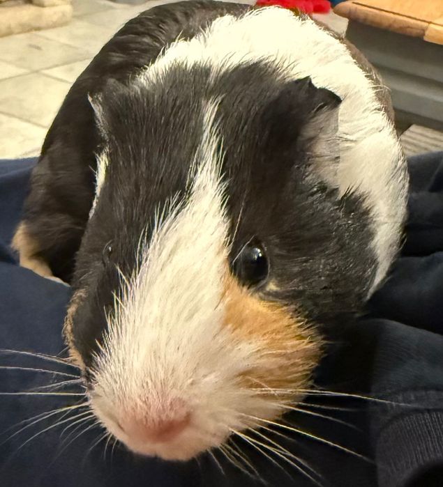 Подарявам мъжко морско свинче