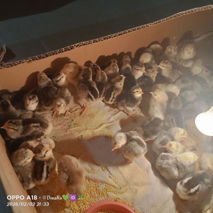 Цыплята Барковский Барвистая