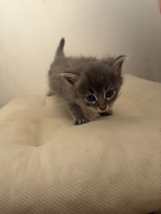 Милые котята добрые руки
