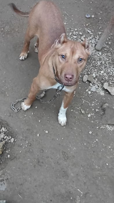 Продается собака