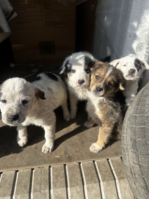 Шенки 3 мальчика-2 девочки