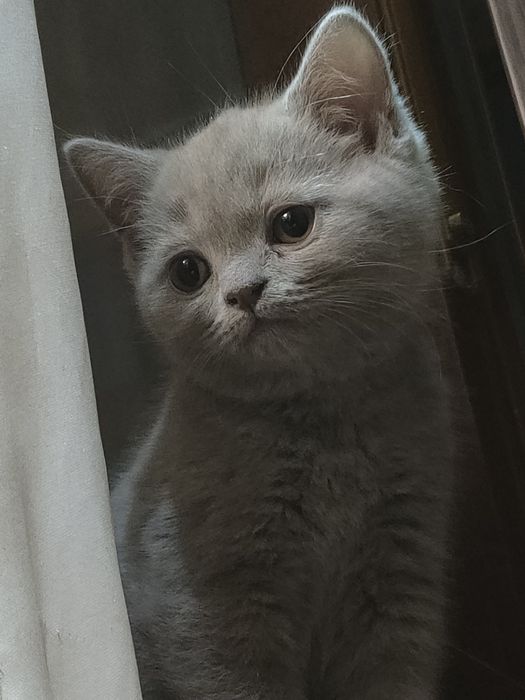 котята скоттиш страйт