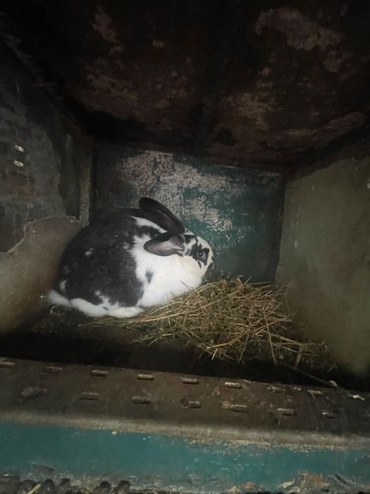 Iepuri de casa Angora si iepuri rasa mixta