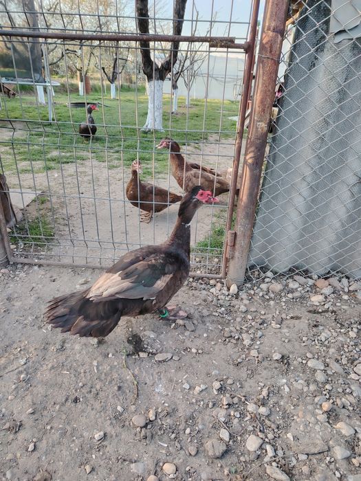 Rațe leșești ciocolatii