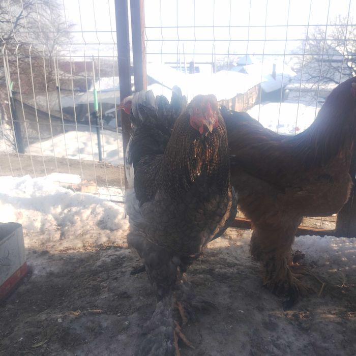 Cocoși brahma și australop de anul trecut!