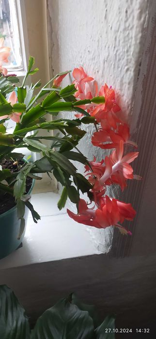 Комнатный цветок декабртст