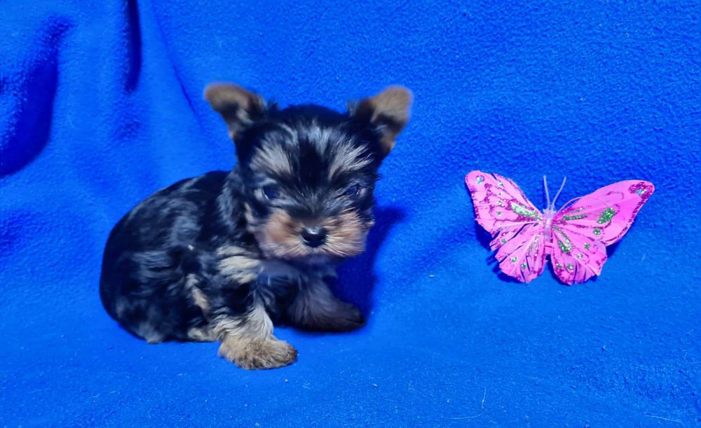 Продам щенков йорка