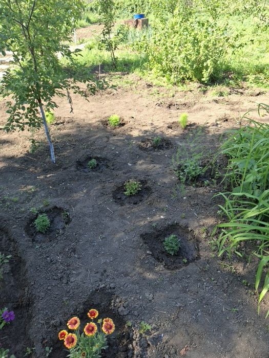 Продам дачу ск локомотивное 10