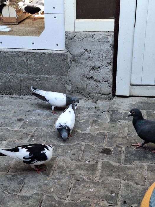 Porumbei zburatori de Budapesta