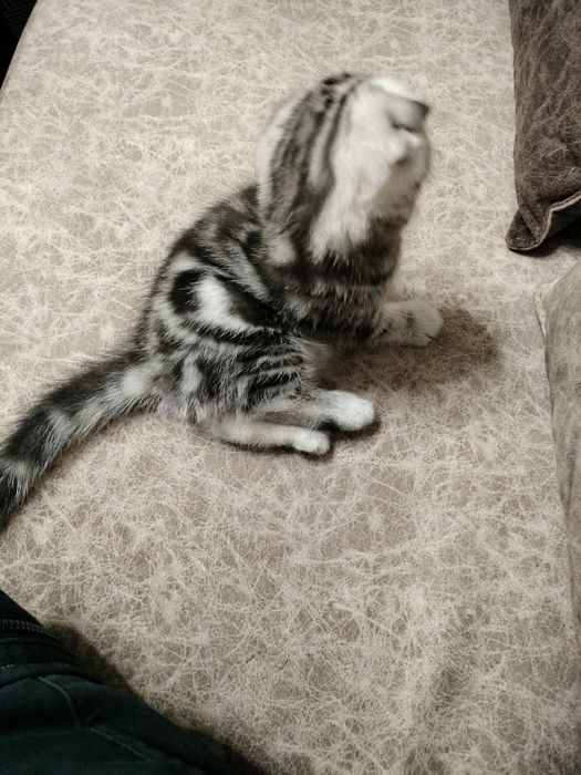 Котенок  Скоттиш фолд