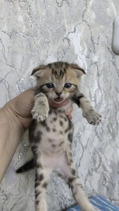 шотландские котята
