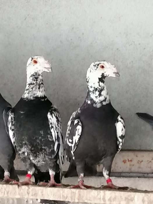 Vând voiajor stil vechi duduros