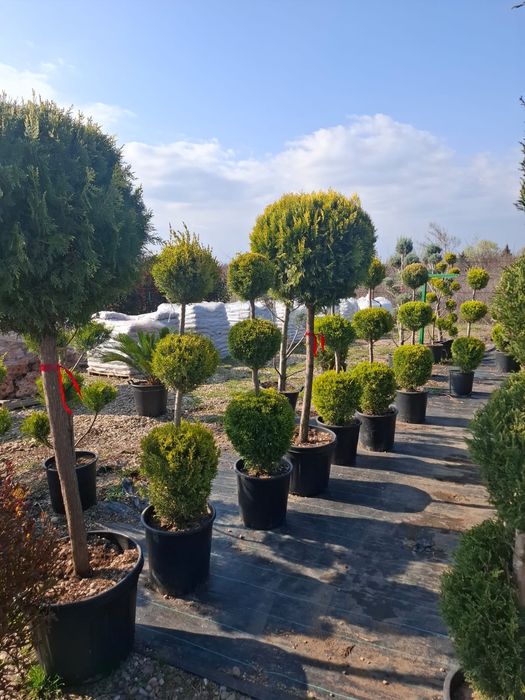 Plante ornamentale decorative asiguram livrare și plantare