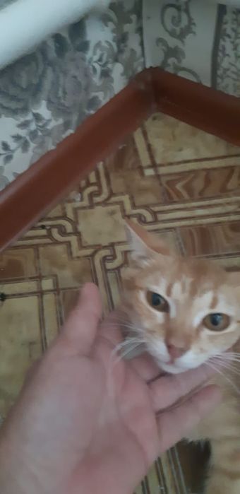 Молодой котик, мальчик