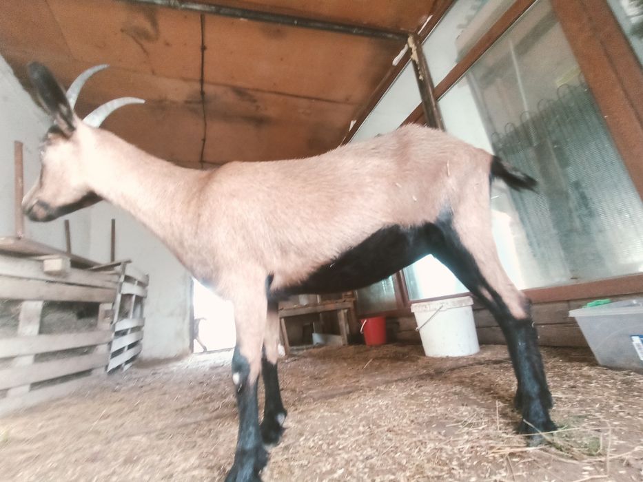 Ешкі сатылады, сутті ешкінің шыбыштары.