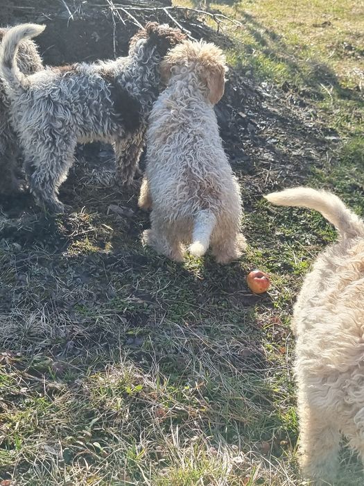Lagotto caută stăpâni