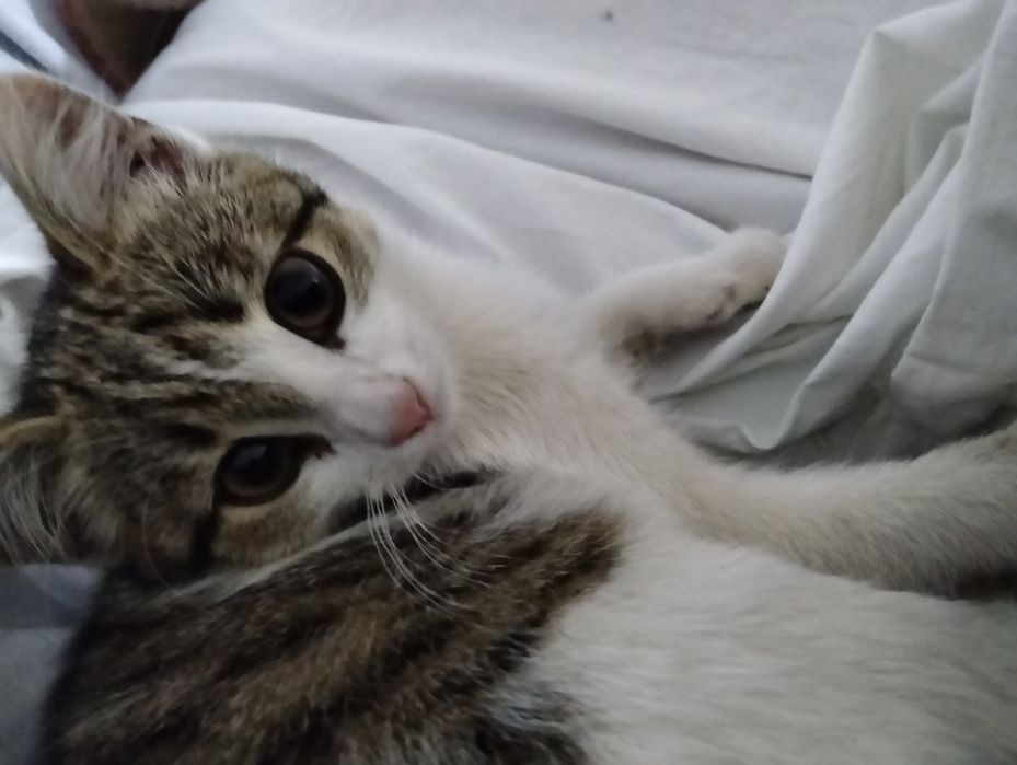 кошечка. 2 месяца