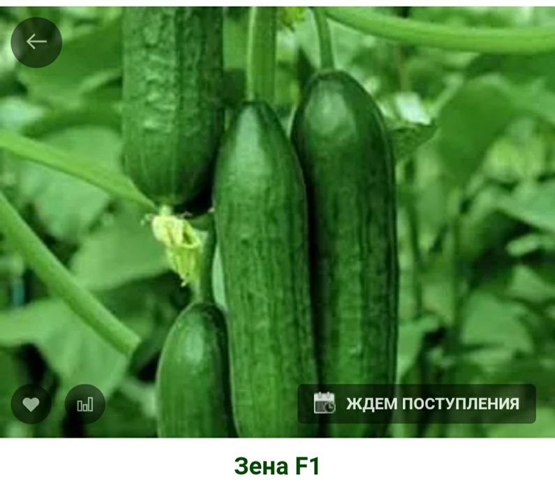 Продам семена огурцы, морковь, свёкла, помидоры