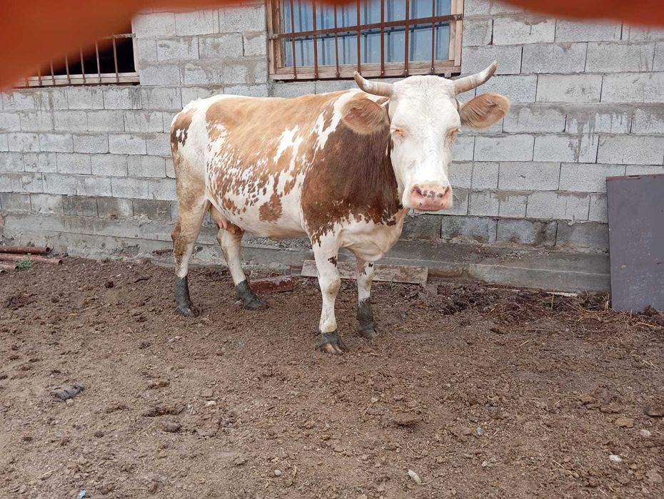 Продам молочную корову
