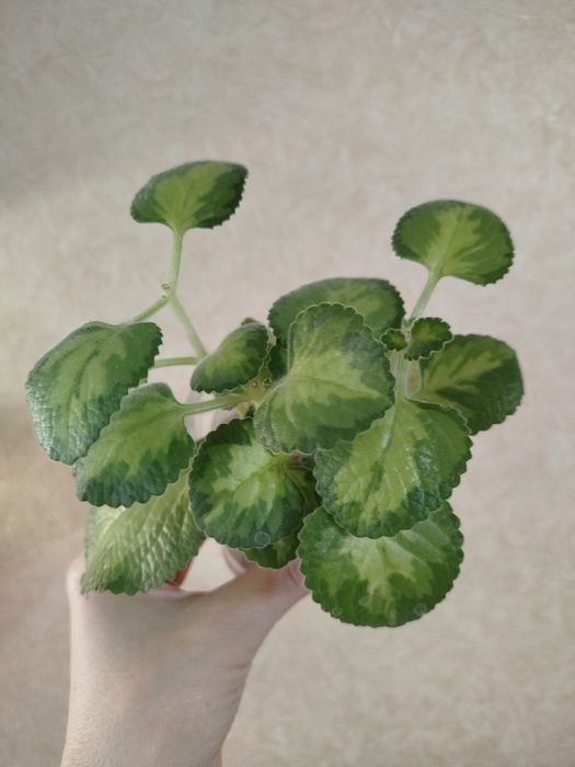 Плектрантус/комнатные растения