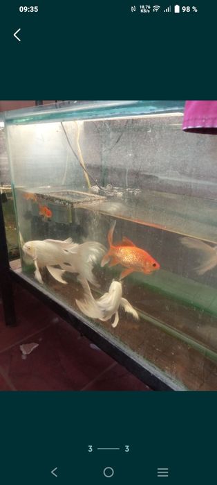 Продаётся платиновая кои