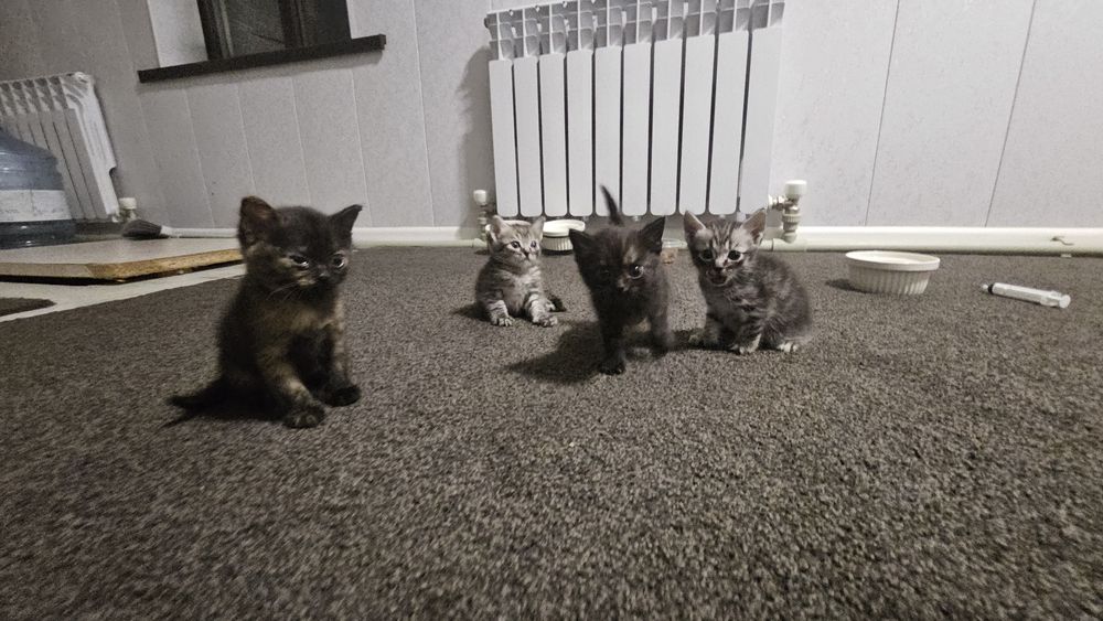 Котята в хорошие руки