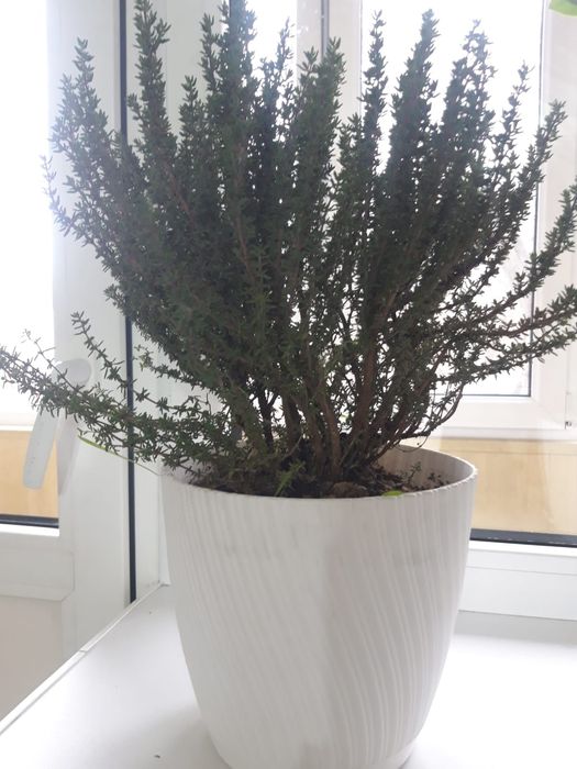 Чабрец тимьян ползучий