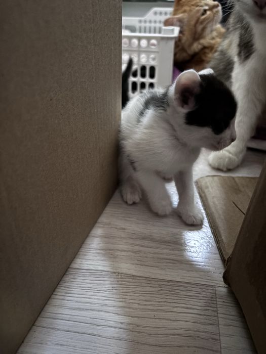 Отдам котят в добрые руки