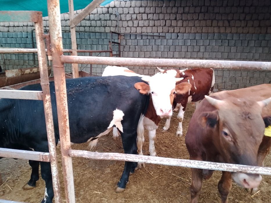 Росиски Горни Алтайдан келтирилган навослар сотилади.