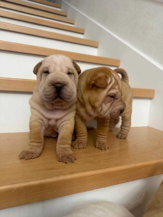 Продаются щенки шарпея