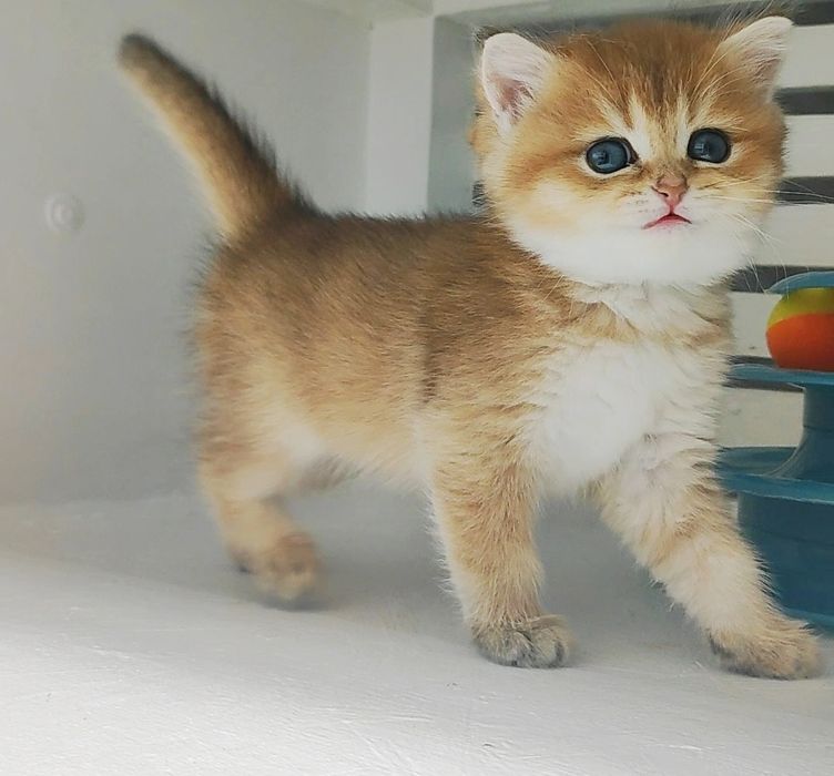 Котики и кошечки британские