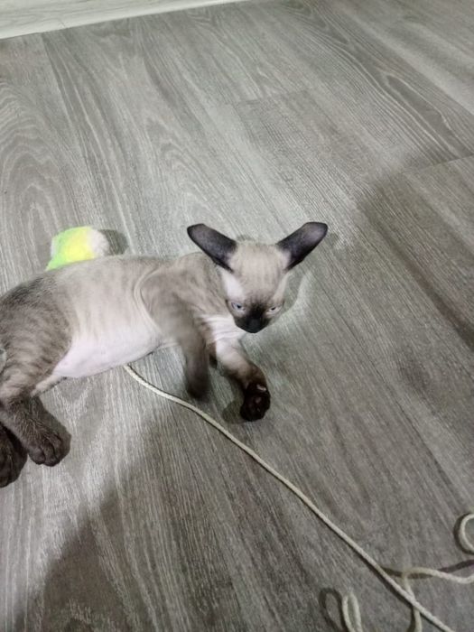 Продам сфинкса мальчика