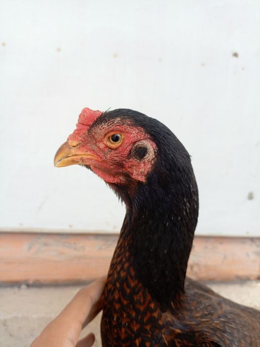 kulangi xoroz mokiyonlar