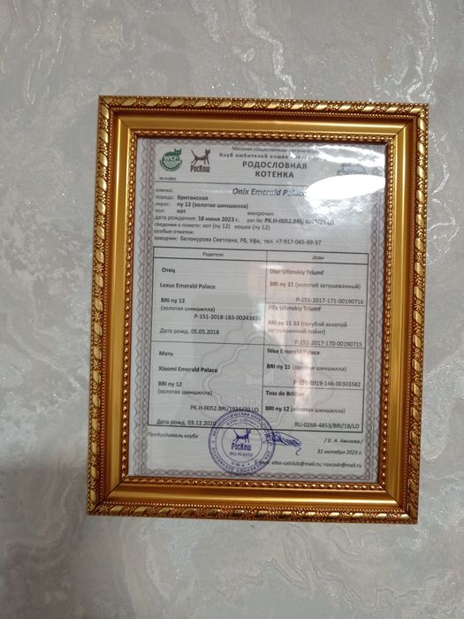 Вязка тоза кон ну12 родословная
