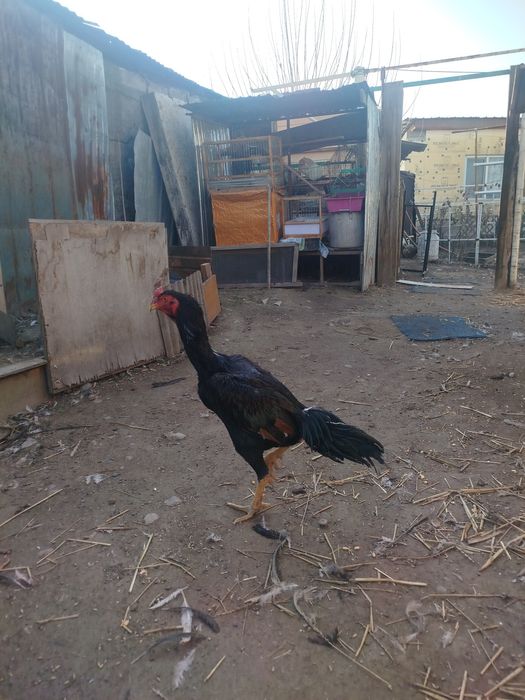 Дакан петушок продам