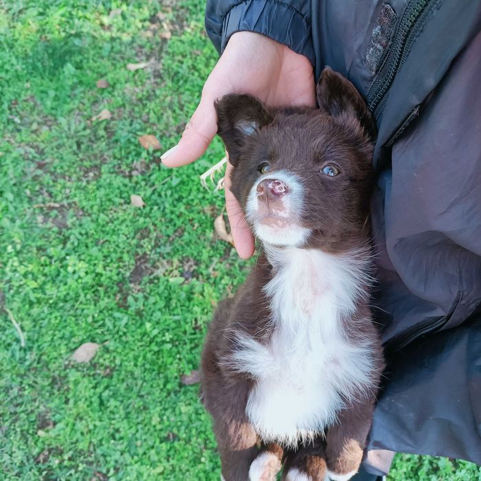 Подарявам тримесечно куче