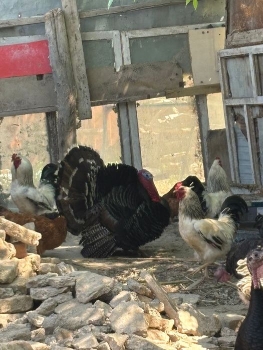 Самец индюк сатылады