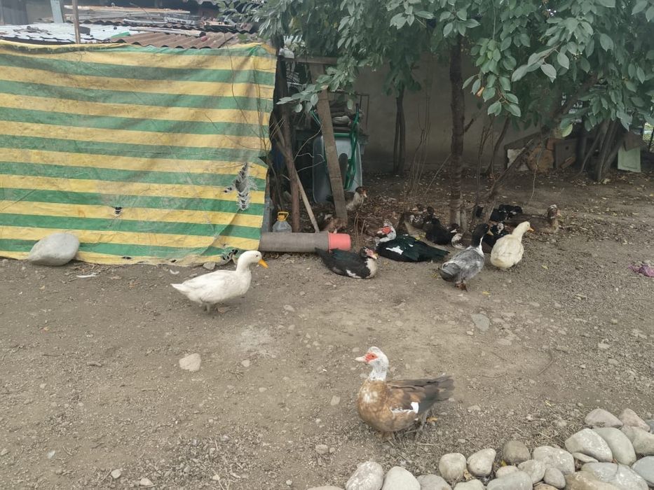 Срочно продам инда утка