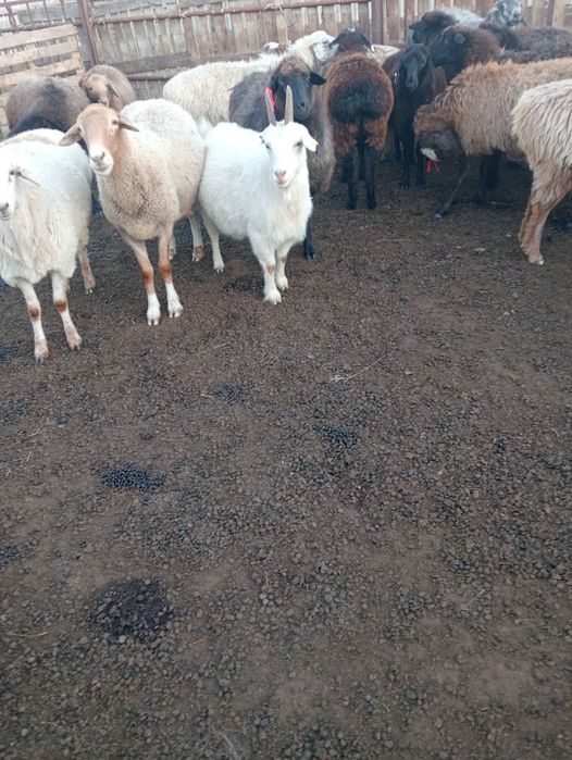 1 үлкен ешкі, 1 теке сатылады