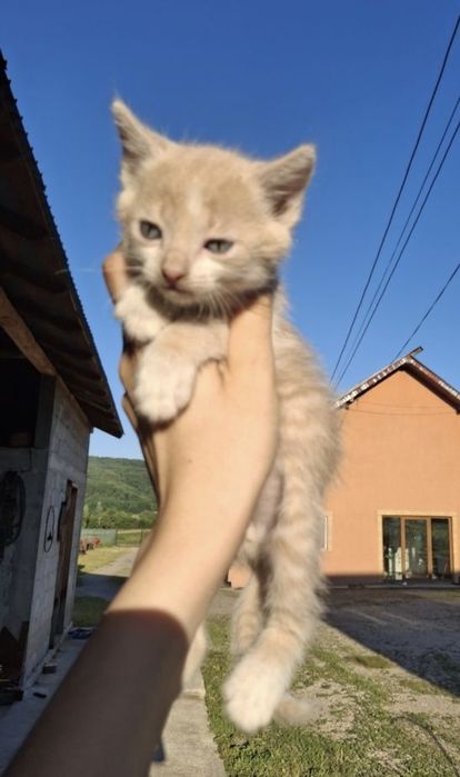 Pisoiași mici spre adopție