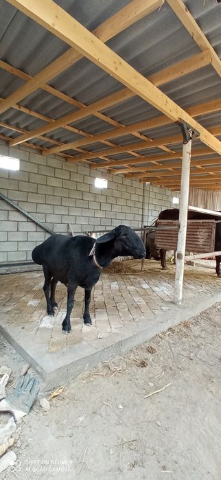 Кочкор зотдор сифатли