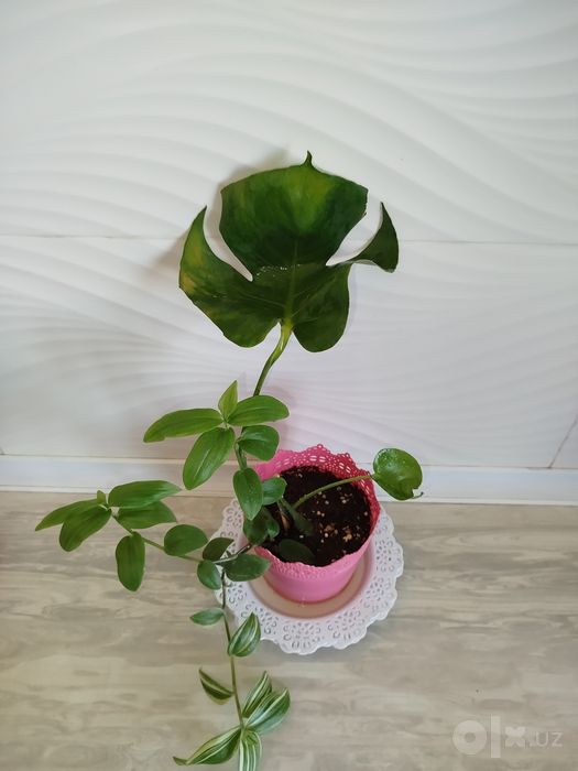 Monstera Delitsioza detkasi