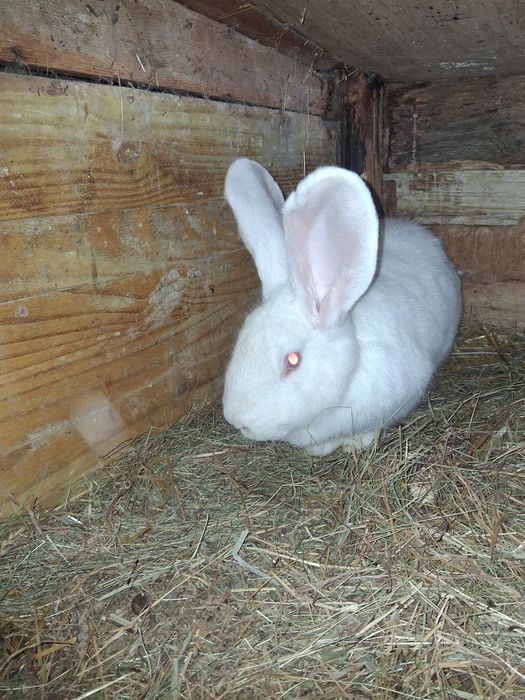 Vând iepuri uriasi germani