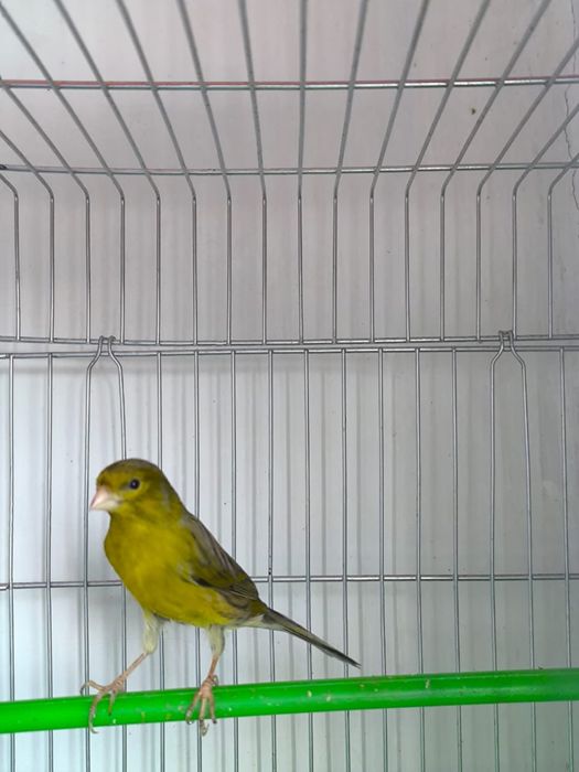 Продается канарейка