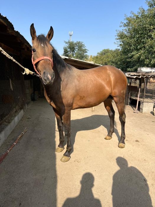 Продам лошадь срочно